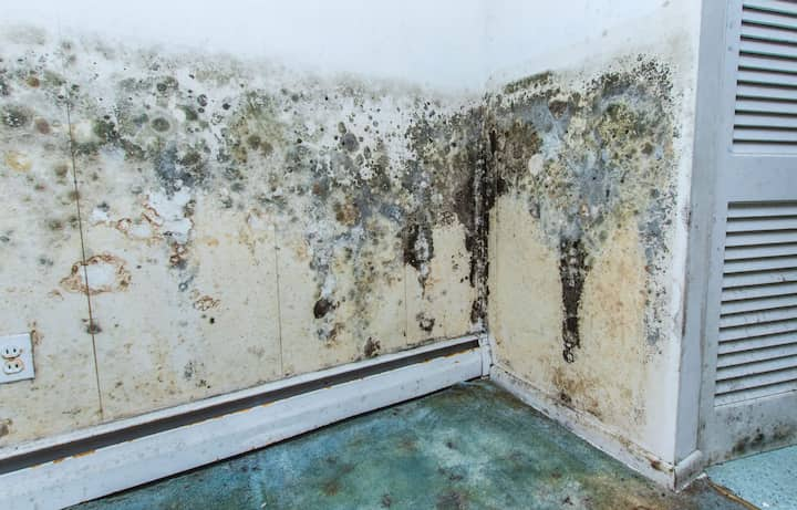 amarillo mold removal